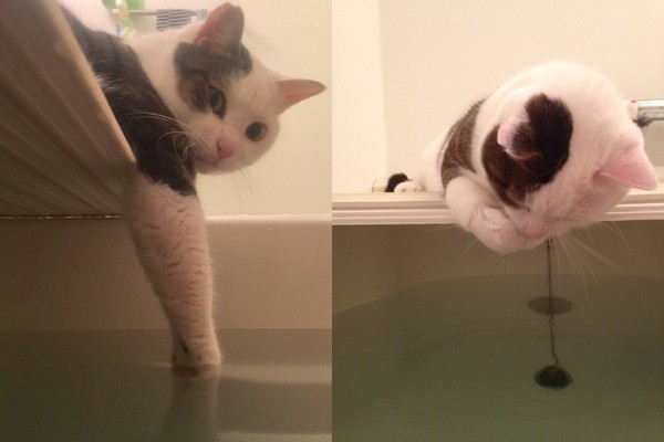 Mèo cưng giúp chủ kiểm tra nước ấm, kết quả nó vào phòng tắm mãi không thấy ra, anh bước vào và… không nhịn nổi cười