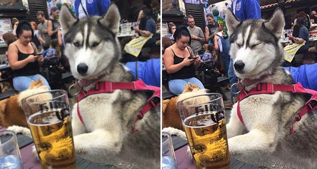 Husky uống trộm bia không ngờ bị chụp lại ảnh, phản ứng tiếp theo nằm ngoài dự kiến của chủ nhân