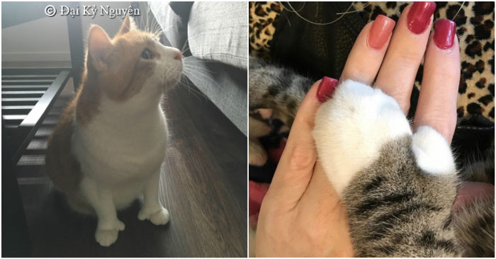 Cô đăng ảnh ‘mèo nhà tôi có 1 ngón cái’ khiến dân mạng thích thú, nhìn chúng ‘tạo dáng’ mọi người còn bất ngờ hơn