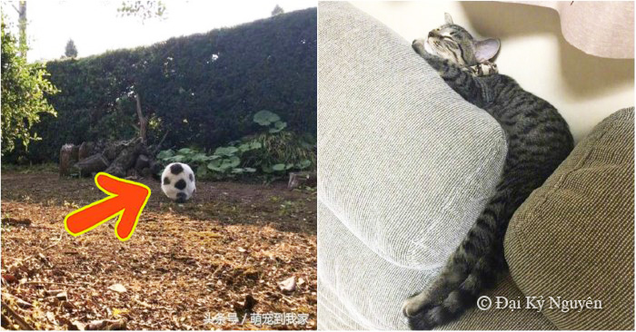 10+ bức ảnh chứng minh mèo có thể ‘biến hình’ thành bất cứ thứ gì, #14 nói lên tất cả