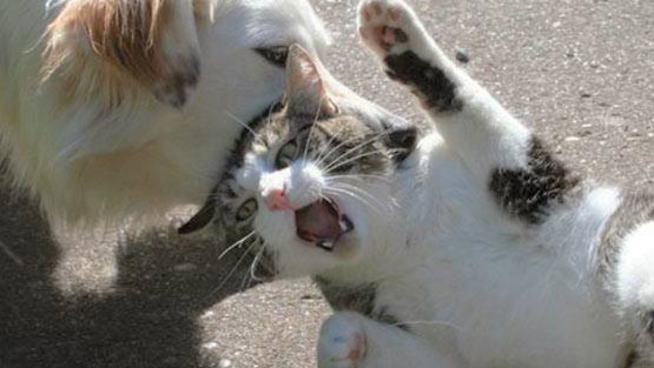 19 cuộc đại chiến chó mèo khiến chủ nhân cảm thấy phát ngấy