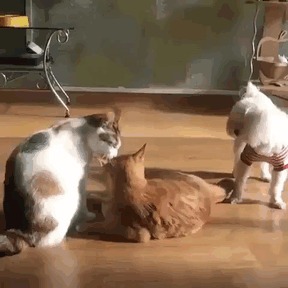 19 cuộc đại chiến chó mèo khiến chủ nhân cảm thấy phát ngấy - Ảnh 25.