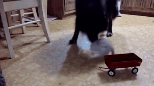 19 cuộc đại chiến chó mèo khiến chủ nhân cảm thấy phát ngấy - Ảnh 35.