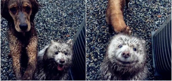 Ra khỏi cửa cô chủ dặn: ‘Nhớ trông chó em cẩn thận’, không ngờ khi về cô ‘ngán ngẩm’ khi thấy cảnh này