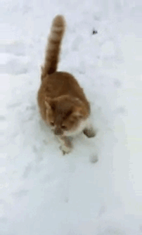 19 cuộc đại chiến chó mèo khiến chủ nhân cảm thấy phát ngấy - Ảnh 11.