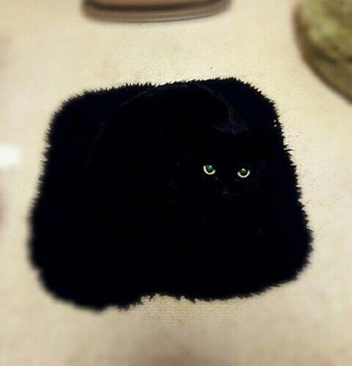 Cô lên mạng than: ‘Suốt ngày giẫm phải mèo cưng’, mọi người trách cô bất cẩn nhưng xem hình ai cũng ‘nghẹn lời’