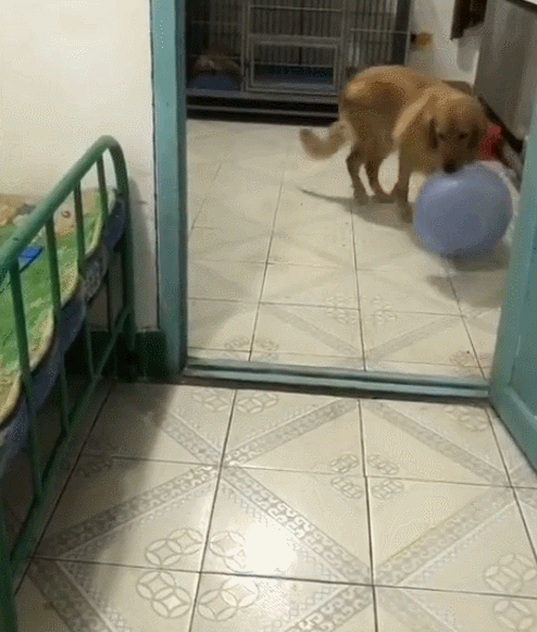 Vàng vàng đứng cạnh mong ‘ăn chực’ nồi lẩu của chủ nhân, anh ra lệnh cho nó lấy bát, 1 giây sau anh ‘tá hỏa’ 2