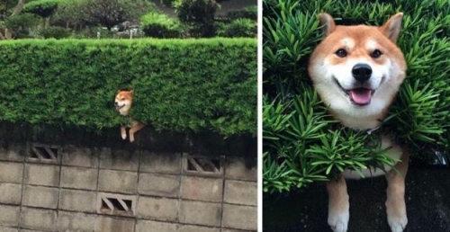 Đã tìm thấy lý do vì sao chúng ta không thể sống thiếu…loài chó