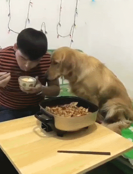 Vàng vàng đứng cạnh mong ‘ăn chực’ nồi lẩu của chủ nhân, anh ra lệnh cho nó lấy bát, 1 giây sau anh ‘tá hỏa’