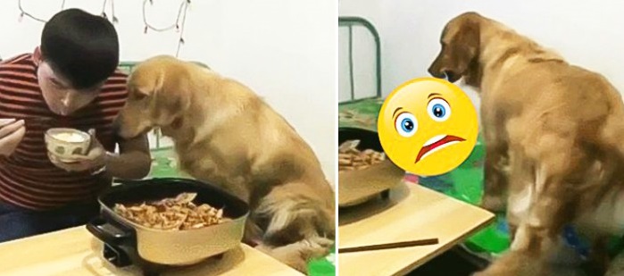 Vàng vàng đứng cạnh mong ‘ăn chực’ nồi lẩu của chủ nhân, anh ra lệnh cho nó lấy bát, 1 giây sau anh ‘tá hỏa’