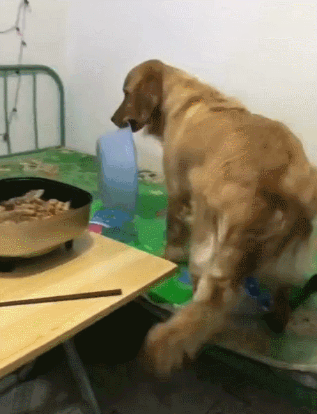 Vàng vàng đứng cạnh mong ‘ăn chực’ nồi lẩu của chủ nhân, anh ra lệnh cho nó lấy bát, 1 giây sau anh ‘tá hỏa’ 3