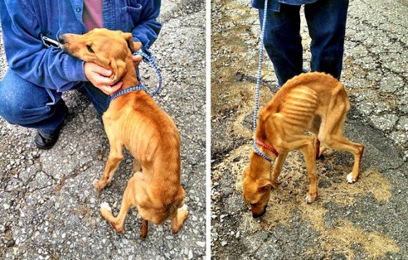 Cô gái chuyển đến nhà bạn trai, bỏ chú chó cưng của mình vào thùng và cái kết đắng