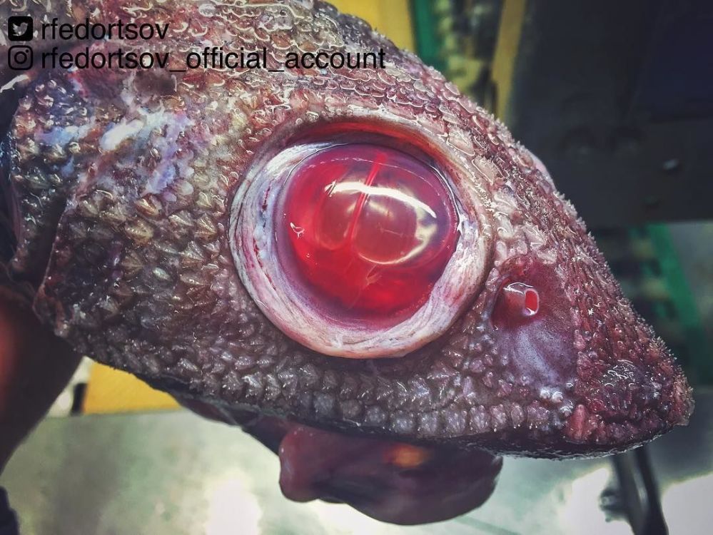 Tổng hợp một số hình ảnh hiểm hoi về những thủy quái dưới đáy đại dương