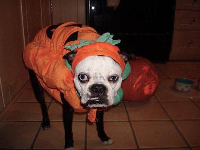 Khuôn mặt tỏ thái độ của 19 con Boss khi được các Sen hóa trang cho Halloween