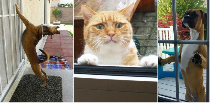 25 hình ảnh động vật muốn vào nhà lắm rồi nhưng chủ không cho, dân mạng… cười đau bụng