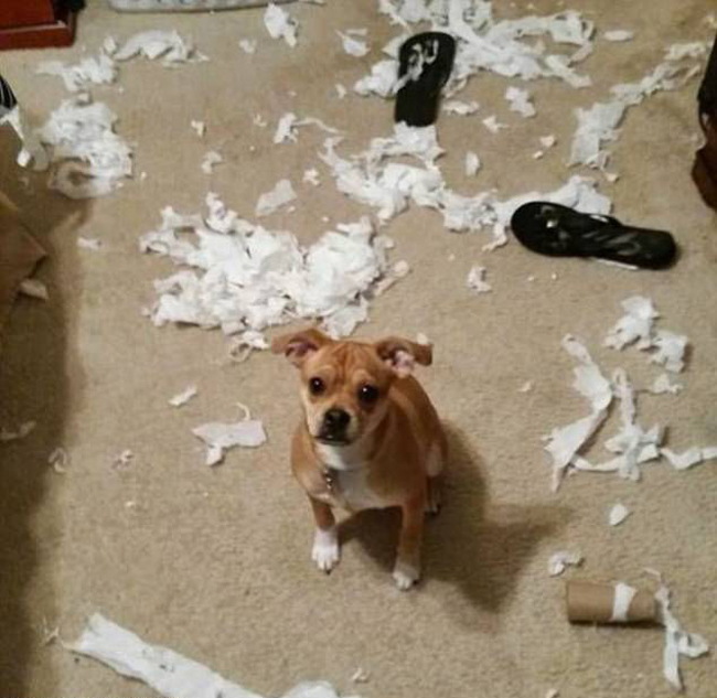 21 thú cưng khi đã xong cơn quẫy và thứ còn lại chỉ là bãi chiến trường