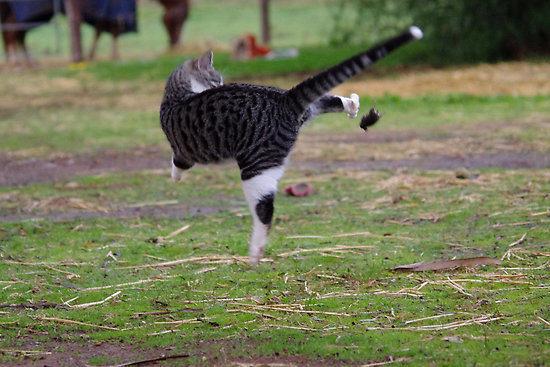 10 hình ảnh chú mèo ‘đi quyền’ siêu hài hước, mỗi hình mỗi thế khiến người xem không nhịn được cười