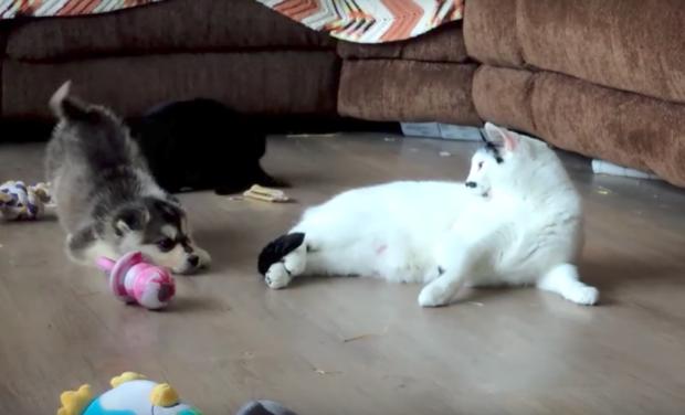 Cún con Husky lần đầu gặp đã trèo lên lưng mèo, chủ nhân ‘toát mồ hôi’, nhưng giây tiếp theo thì… Dân mạng tan chảy