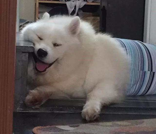 Chú chó Samoyed béo ụ đang khiến cộng đồng mạng phát cuồng vì độ dễ thương vô bờ bến của mình