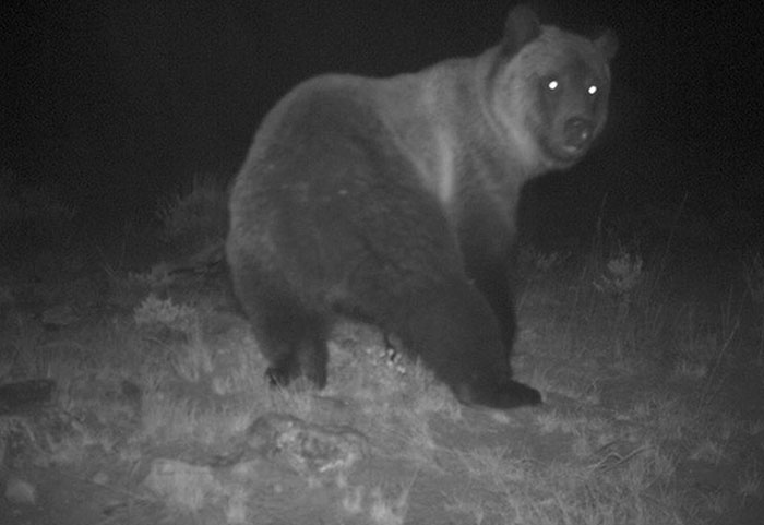 Đặt máy quay vào ban đêm và phát hiện những hành vi lạ lùng của động vật