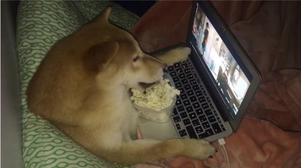 Chú Shiba tưởng mình là người, suốt ngày chỉ xem phim với vẽ tranh