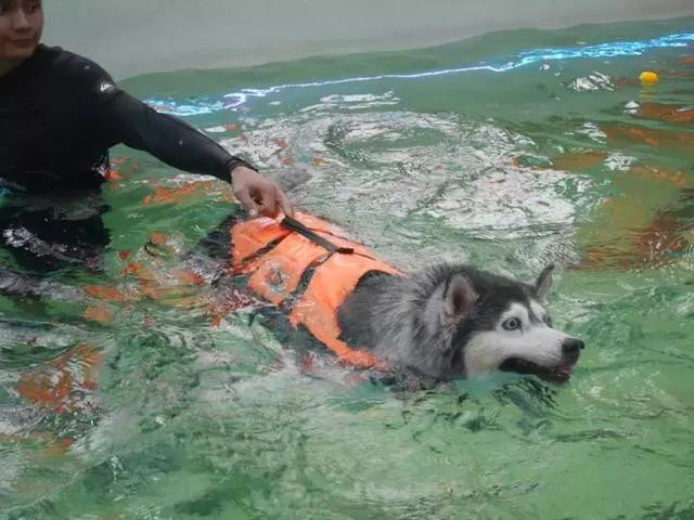 Chú chó Husky béo ú quyết định giảm cân và cái kết không tưởng