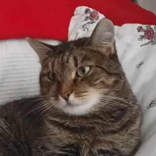 16 khoảnh khắc ngớ ngẩn của lũ thú cưng 15