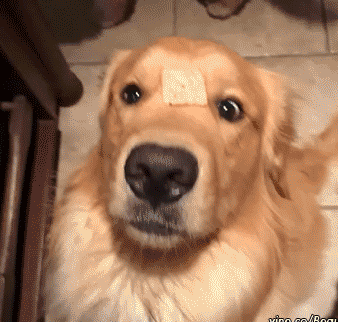 16 khoảnh khắc ngớ ngẩn của lũ thú cưng 6