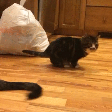 16 khoảnh khắc ngớ ngẩn của lũ thú cưng 7