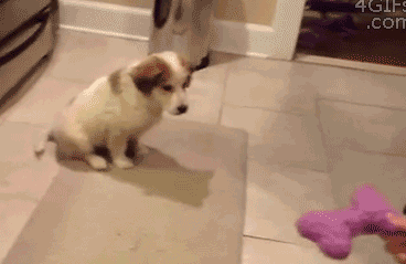 16 khoảnh khắc ngớ ngẩn của lũ thú cưng 8