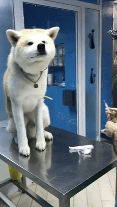 Chú chó ‘hiên ngang’ đến phòng khám, khi bác sĩ vừa giơ kim tiêm lên nó đã… Dân mạng cười lăn 5