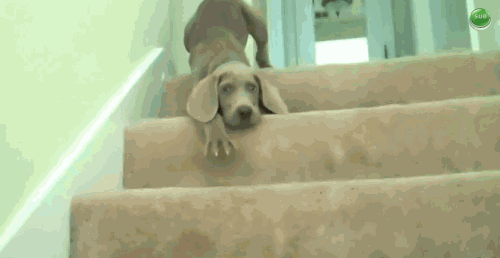 Cười nghiêng ngả với 13 chú cún chân ngắn tũn mà học lên xuống cầu thang 6