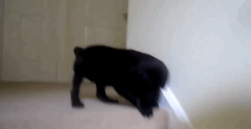 Cười nghiêng ngả với 13 chú cún chân ngắn tũn mà học lên xuống cầu thang 7