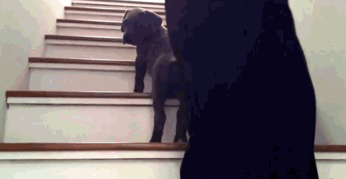 Cười nghiêng ngả với 13 chú cún chân ngắn tũn mà học lên xuống cầu thang 11