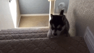 ezgif-3-157f9f0e05-1493398333248