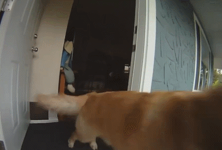 Chủ nhân nuôi đàn chó vàng 13 con, đau đầu không biết làm sao để tắm cho chúng, cuối cùng nghĩ ra 1 cách siêu tiện lợi