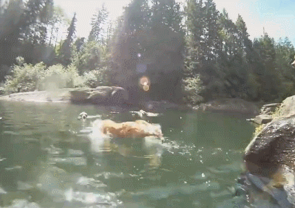 Chủ nhân nuôi đàn chó vàng 13 con, đau đầu không biết làm sao để tắm cho chúng, cuối cùng nghĩ ra 1 cách siêu tiện lợi 6