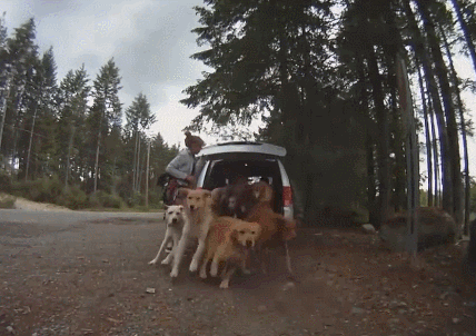 Chủ nhân nuôi đàn chó vàng 13 con, đau đầu không biết làm sao để tắm cho chúng, cuối cùng nghĩ ra 1 cách siêu tiện lợi 3