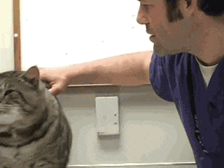 Lang thang nửa năm thành mèo hoang béo nặng 9 kg, hóa ra nguyên nhân nó chưa từng đói là… Dân mạng cười lăn 3