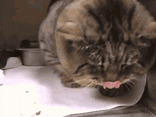 Lang thang nửa năm thành mèo hoang béo nặng 9 kg, hóa ra nguyên nhân nó chưa từng đói là… Dân mạng cười lăn 4