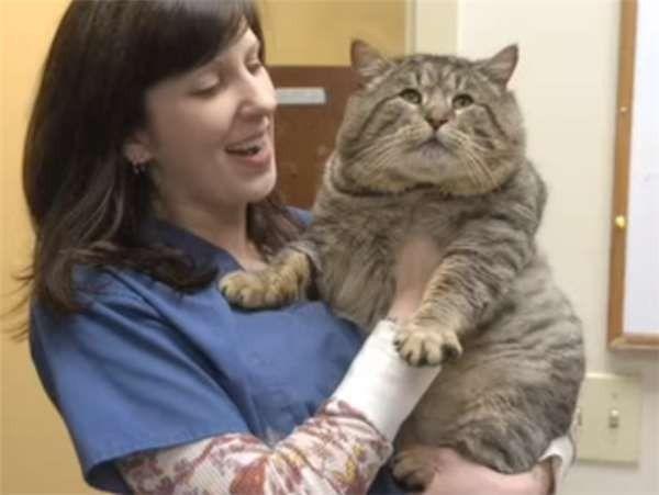 Lang thang nửa năm thành mèo hoang béo nặng 9 kg, hóa ra nguyên nhân nó chưa từng đói là… Dân mạng cười lăn