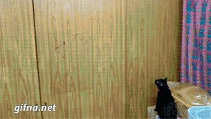 15 khoảnh khắc đáng yêu của những chú mèo đen trong ngày Halloween 11