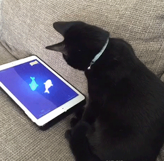 15 khoảnh khắc đáng yêu của những chú mèo đen trong ngày Halloween 6