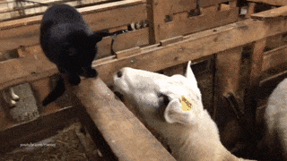 15 khoảnh khắc đáng yêu của những chú mèo đen trong ngày Halloween