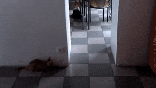 15 khoảnh khắc đáng yêu của những chú mèo đen trong ngày Halloween 5