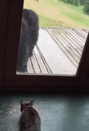 15 khoảnh khắc đáng yêu của những chú mèo đen trong ngày Halloween 3