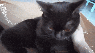 15 khoảnh khắc đáng yêu của những chú mèo đen trong ngày Halloween