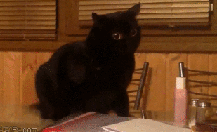 15 khoảnh khắc đáng yêu của những chú mèo đen trong ngày Halloween 13