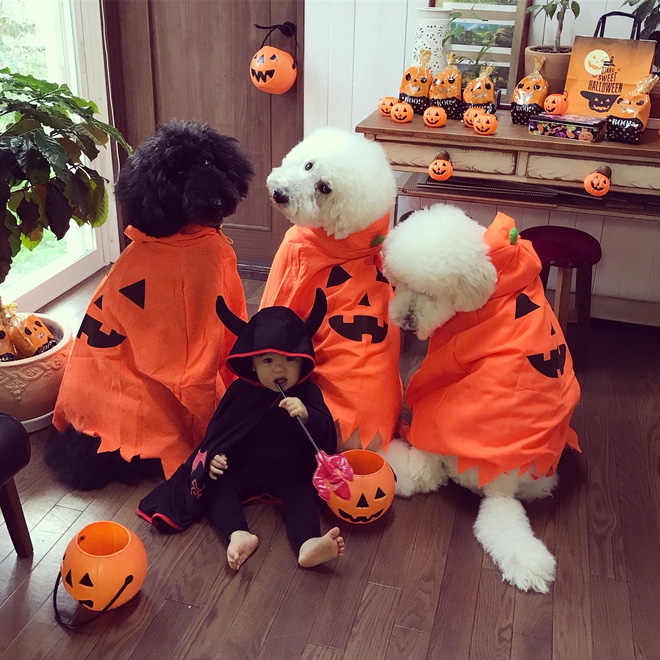 Loạt ảnh hóa trang Halloween hoành tráng nhất mạng xã hội của bé gái Nhật và những người bạn thú cưng