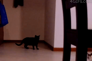 15 khoảnh khắc đáng yêu của những chú mèo đen trong ngày Halloween 4